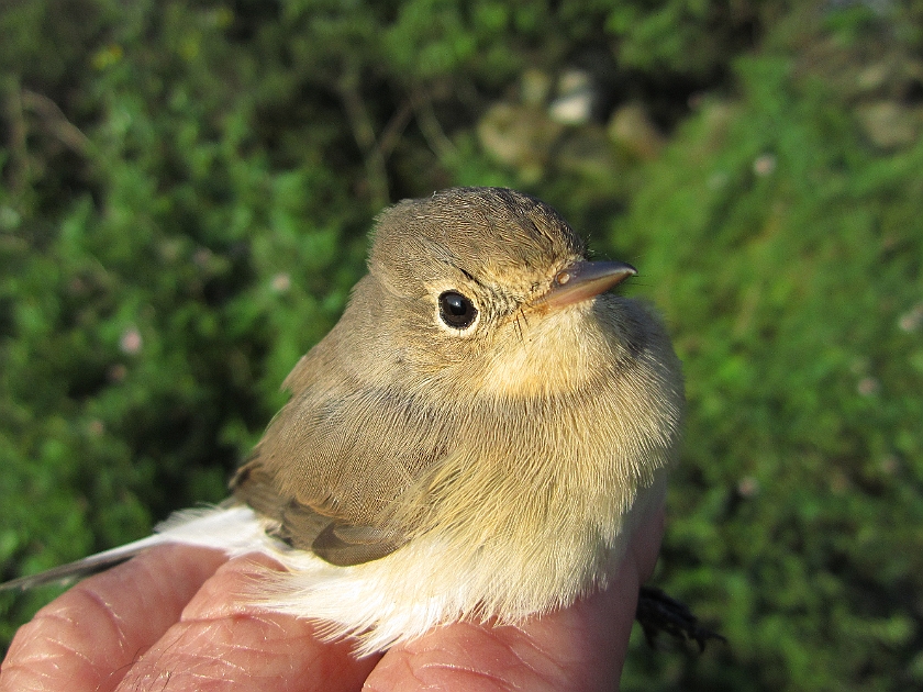 Red-breasted flycatcher, Sundre 20120829